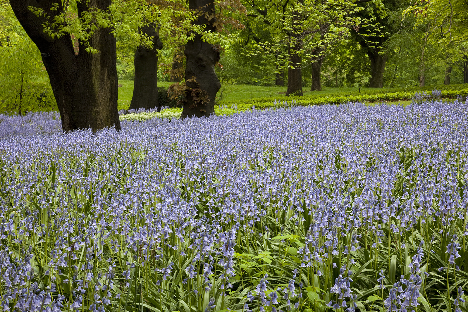 Spring: Bluebells at Brooklyn Botanic Garden | Shutterbug